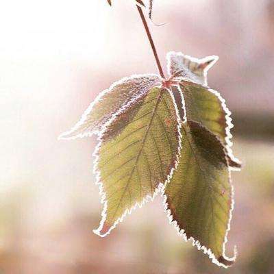 法系在华销冠车型降价20%：可选手动挡，车名叫凡尔赛